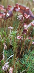 Polytrichum juniperinum