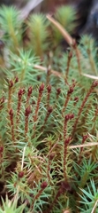Polytrichum juniperinum