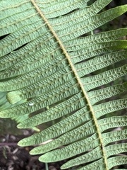 Sticherus owhyhensis