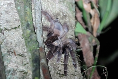 Psalmopoeus reduncus
