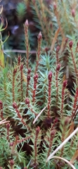 Polytrichum juniperinum