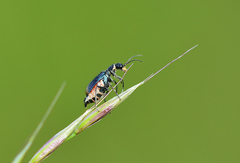 Malachius bipustulatus