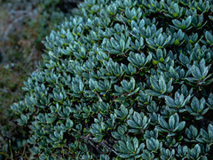 Rhododendron pseudochrysanthum
