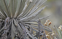 Oxypogon guerinii