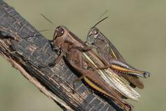 Eyprepocnemis plorans