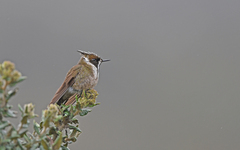 Oxypogon guerinii