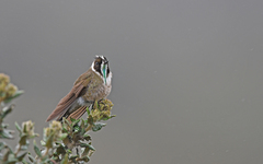 Oxypogon guerinii