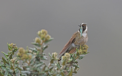 Oxypogon guerinii