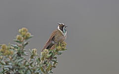 Oxypogon guerinii