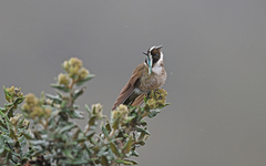 Oxypogon guerinii