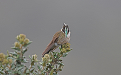 Oxypogon guerinii