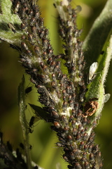 Aphis fabae