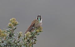 Oxypogon guerinii