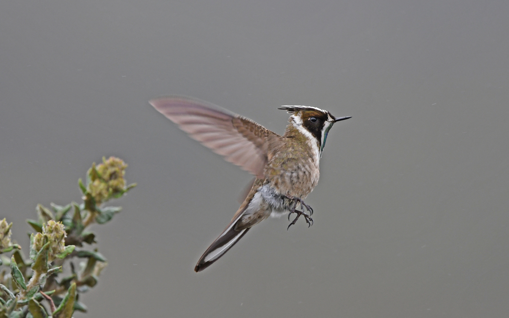 Green-bearded Helmetcrest photo