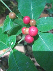 Rauvolfia tetraphylla
