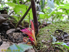 Zingiber kawagoii