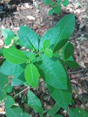 Rauvolfia tetraphylla