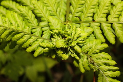 Chirosia grossicauda