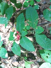 Rauvolfia tetraphylla