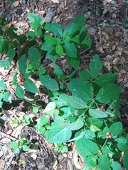 Rauvolfia tetraphylla