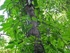 Rhaphidophora hongkongensis