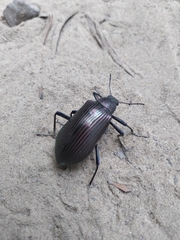 Andocamaria formosana