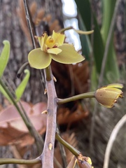 Cymbidium madidum