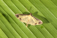 Eulepte concordalis
