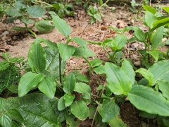 Commelina benghalensis