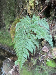 Arachniodes insularis