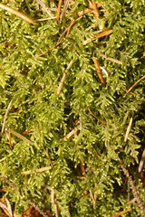 Hypnum jutlandicum