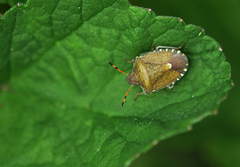 Peribalus strictus vernalis