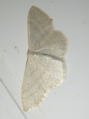 Idaea subsericeata