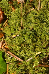Thuidium tamariscinum