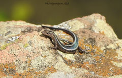 Cryptoblepharus pulcher
