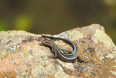 Cryptoblepharus pulcher