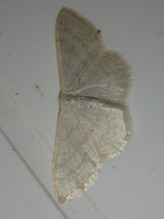 Idaea subsericeata