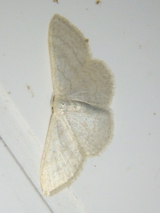 Idaea subsericeata