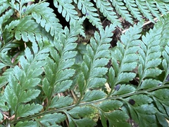 Arachniodes insularis