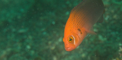Pseudochromis steenei