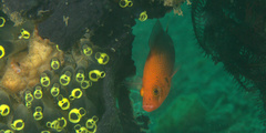 Pseudochromis steenei