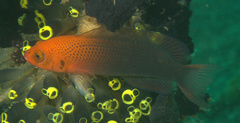 Pseudochromis steenei