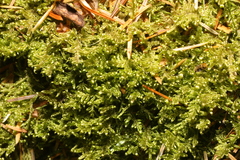 Hypnum jutlandicum