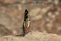 Charaxes sempronius