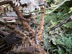 Arachniodes insularis