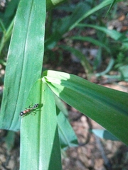 Tetraponera rufonigra