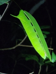 Marumba dyras