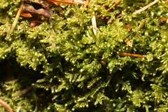 Hypnum jutlandicum