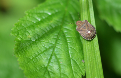 Dyroderes umbraculatus