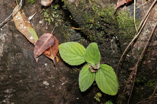 Image of Rock Violet (Boea hygroscopica) by (c) Greg Tasney, some rights reserved (CC BY-SA)